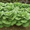 Roots Plants 10 Autumn 'Winter Density' Lettuce