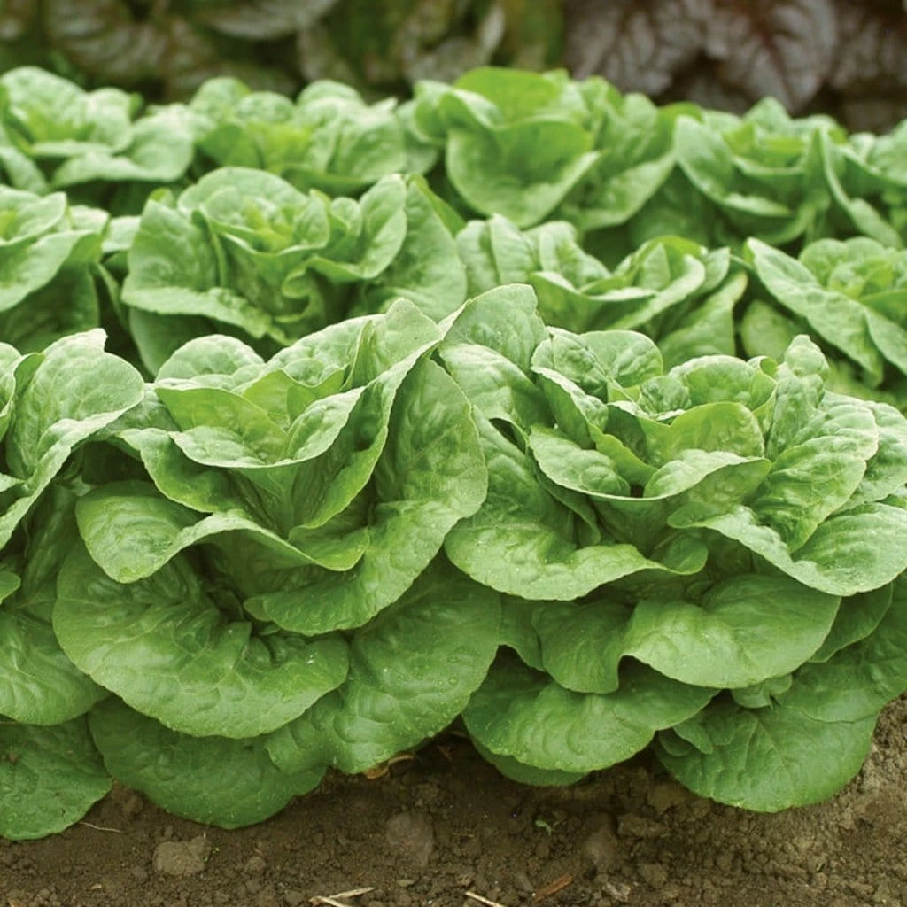 Roots Plants 10 Autumn 'Winter Density' Lettuce 3 Roots Plants 10 Autumn 'Winter Density' Lettuce