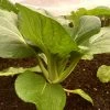 Roots Plants Brassicas & Leafy Greens 10 Autumn 'Hanakan' Pak Choi