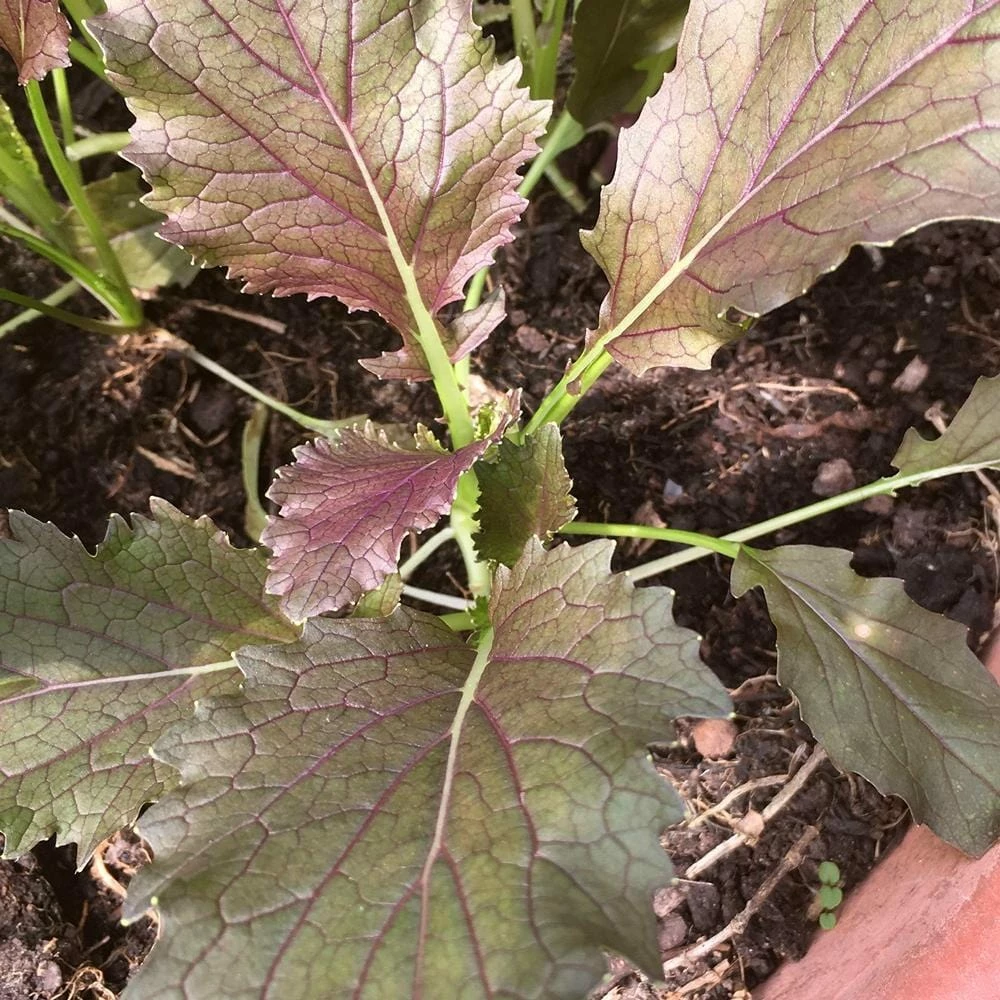 Roots Plants 10 Autumn 'Red Knight' Mizuna 3 Roots Plants 10 Autumn 'Red Knight' Mizuna