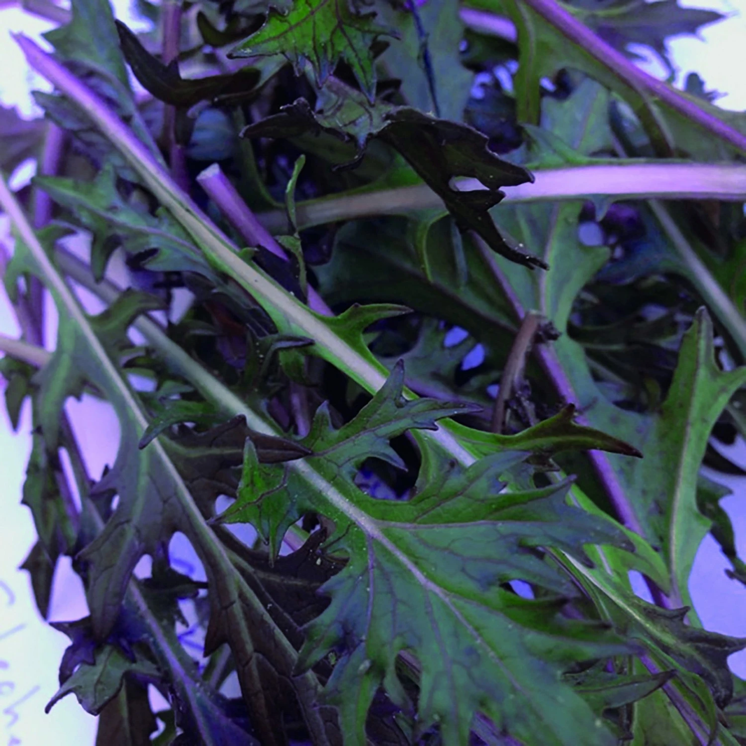 Roots Plants 10 Autumn 'Red Knight' Mizuna 4 Roots Plants 10 Autumn 'Red Knight' Mizuna