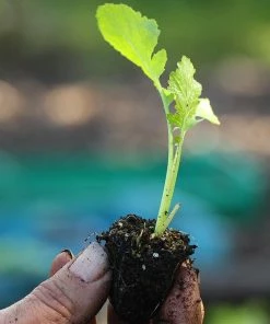 Roots Plants 10 Autumn 'Sweetbell' Turnip