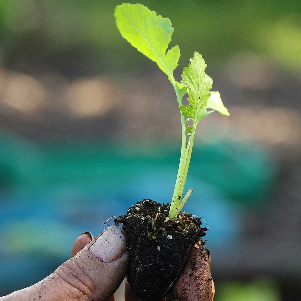 Roots Plants All Vegetable Plants 10 Autumn 'Golden Ball' Turnip 4 Roots Plants All Vegetable Plants 10 Autumn 'Golden Ball' Turnip