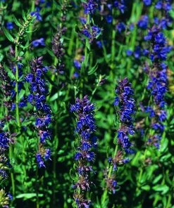 Roots Plants All Vegetable Plants 3 Autumn Hyssop