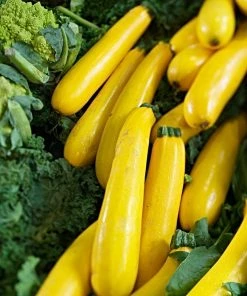 Roots Plants 3 Organic 'Atena Polka' Yellow Courgette Plants Courgettes