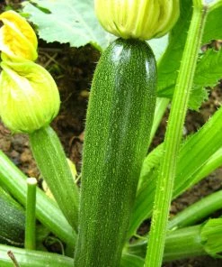 Roots Plants 3 Organic 'Green Bush' Courgette Plants Courgettes