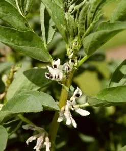 Roots Plants 10 Organic 'Aquadulce Claudia' Broad Bean Plants Peas & Beans