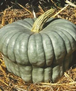 Roots Plants 3 Organic ''Queensland Blue' Winter Squash Plants