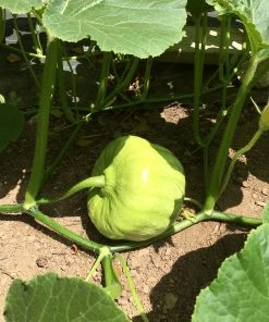 Roots Plants 3 Organic''Queensland Blue' Winter Squash Plants