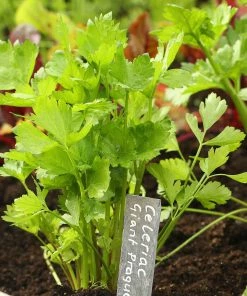 Roots Plants 10 Organic 'Giant Prague' Celeriac Plants