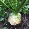 Roots Plants 10 Organic 'Giant Prague' Celeriac Plants