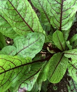 Roots Plants All Vegetable Plants 10 Organic'Red Veined' Sorrel Plants