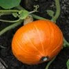 Roots Plants 3 Organic 'Uchiki Kuri' Winter Squash Plants Root Vegetables