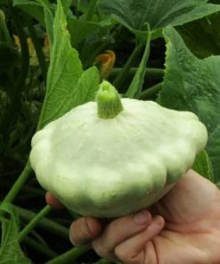 Roots Plants 3 Organic'Custard White' Summer Squash Plants