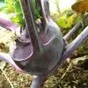 Roots Plants 10 Organic 'Delicacy Purple' Kohl Rabi Plants 2 Roots Plants 10 Organic 'Delicacy Purple' Kohl Rabi Plants