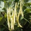 Roots Plants 10 Organic 'Orinoco' Dwarf French Bean Plants
