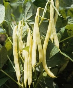 Roots Plants 10 Organic'Orinoco' Dwarf French Bean Plants