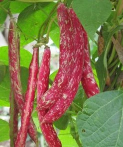 Roots Plants 10 Organic 'Orinoco' Dwarf French Bean Plants