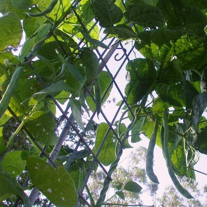 Roots Plants Peas & Beans 10 Organic 'Enorma' Runner Bean Plants 6 Roots Plants Peas & Beans 10 Organic 'Enorma' Runner Bean Plants