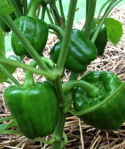 Roots Plants All Vegetable Plants Best Vegetable Plants Collection | Growers Choice