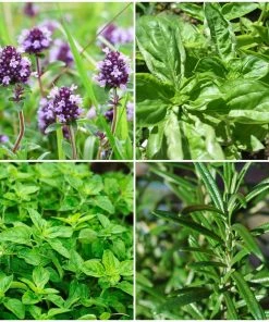 Roots Plants All Vegetable Plants 12 Organic Italian Herbs Plants