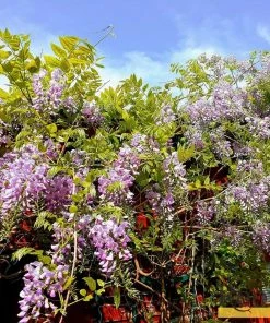 Roots Plants Wisteria Floribunda 'Rosea' | On A 90cm Cane In A 3L Pot