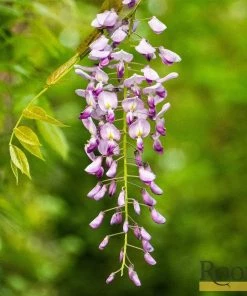 Roots Plants Wisteria Floribunda 'Rosea' | On A 90cm Cane In A 3L Pot