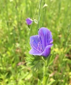 Roots Plants 100 Wildflower Meadow Plug Plants Perennials