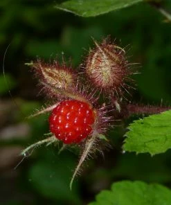 Roots Plants Fruits Japanese Wineberry Plant