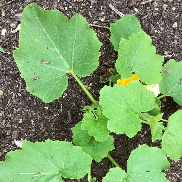 Roots Plants 3 Organic 'Jack O' Lantern' Pumpkin Plants All Vegetable Plants 7 Roots Plants 3 Organic 'Jack O' Lantern' Pumpkin Plants All Vegetable Plants
