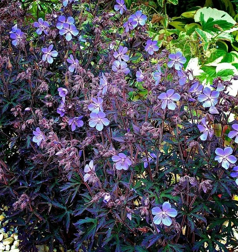 Roots Plants Geraniums & Pelargoniums Geranium 'Black Beauty' 3L Pot 3 Roots Plants Geraniums & Pelargoniums Geranium 'Black Beauty' 3L Pot