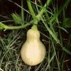 Roots Plants 3 Organic 'Waltham Butternut' Butternut Squash Plants Root Vegetables