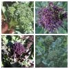 Roots Plants Brassicas & Leafy Greens 20 Best Broccoli Plants Collection | Growers Choice 1 Roots Plants Brassicas & Leafy Greens 20 Best Broccoli Plants Collection | Growers Choice