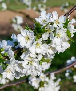 Roots Plants Lapins 'Cherokee' Cherry Tree Fruits 8 Roots Plants Lapins 'Cherokee' Cherry Tree Fruits