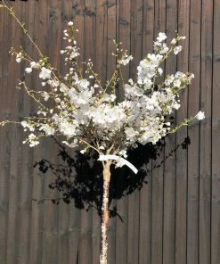 Roots Plants The Bride Cherry Blossom Tree | Prunus Incisa