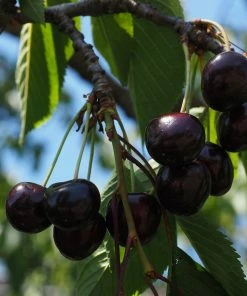 Roots Plants Fruits Kordia Cherry Tree
