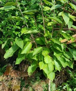 Roots Plants Fruits Kordia Cherry Tree