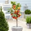 Roots Plants Ecolette' Patio Apple Tree | 4.5L Pot Fruits 1 Roots Plants Ecolette' Patio Apple Tree | 4.5L Pot Fruits