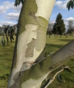 Roots Plants Snow Gum Tree | Eucalyptus Pauciflora 'Niphophila' Trees & Shrubs 14 Roots Plants Snow Gum Tree | Eucalyptus Pauciflora 'Niphophila' Trees & Shrubs