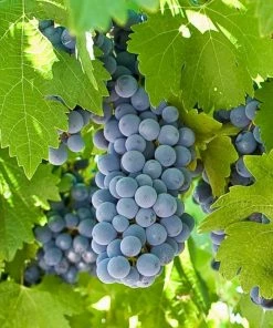 Roots Plants Boskoop Glory' Seedless Outdoor Grape Vine Fruits