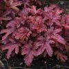 Roots Plants Heucherella 'Red Rover' | 3L Pot Perennials 2 Roots Plants Heucherella 'Red Rover' | 3L Pot Perennials