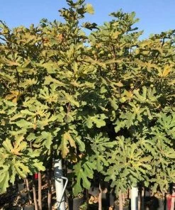 Roots Plants Ice Crystal Fig Tree Fruits