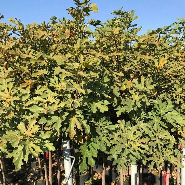 Roots Plants Ice Crystal Fig Tree Fruits 4 Roots Plants Ice Crystal Fig Tree Fruits