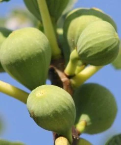Roots Plants Ice Crystal Fig Tree Fruits