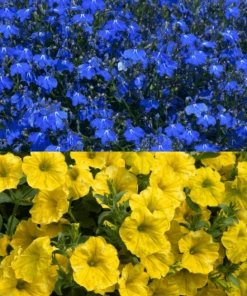 Roots Plants Stand With Ukraine Basket