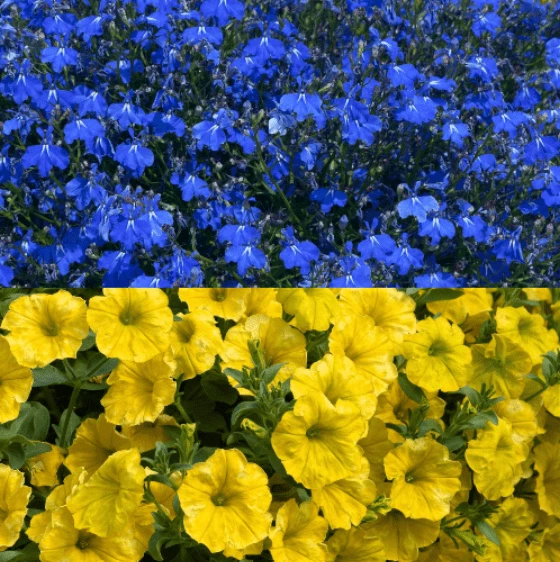 Roots Plants Stand With Ukraine Basket 3 Roots Plants Stand With Ukraine Basket