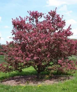 Roots Plants Japanese Crabapple Tree | Malus Floribunda