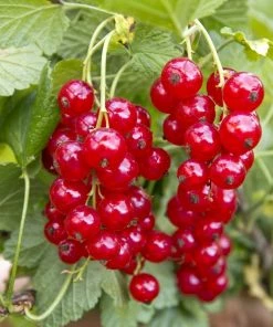 Roots Plants Jonkheer Van Tets' Redcurrant Plant Fruits