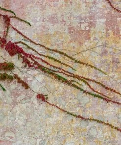 Roots Plants Virginia Creeper | Parthenocissus 'Quinquefolia' | On A 90cm Cane In A 3L Pot Other Climbing Plants