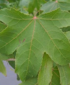 Roots Plants Trees & Shrubs Sweetgum Tree | Liquidambar Styraciflua 9 Roots Plants Trees & Shrubs Sweetgum Tree | Liquidambar Styraciflua